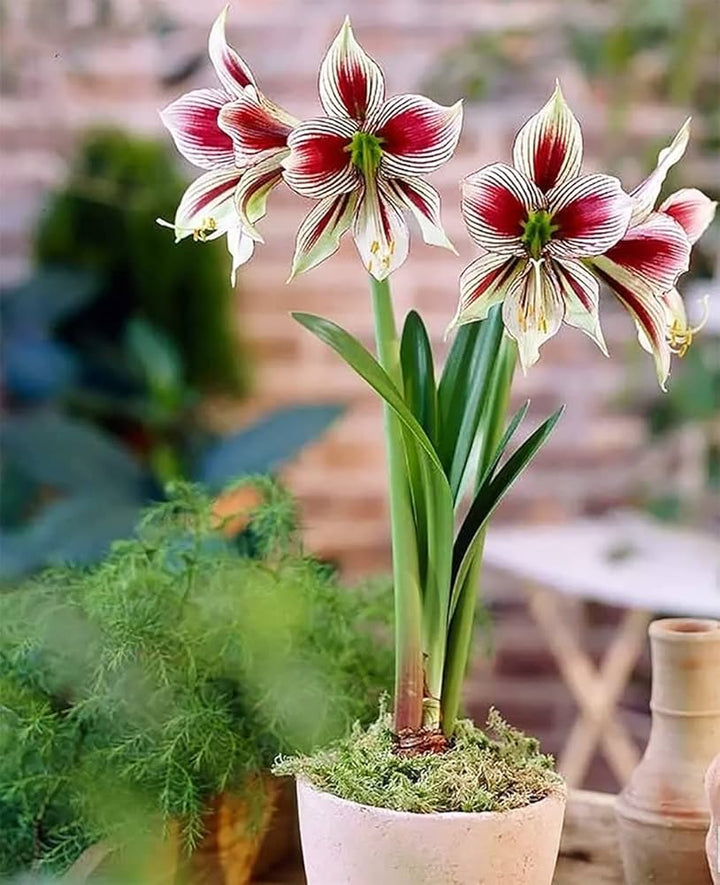 Maroon White Hippeastrum Flower Seeds – Heirloom, Non-GMO, High Germination Seeds