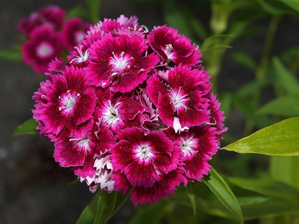 sweet william flower seeds