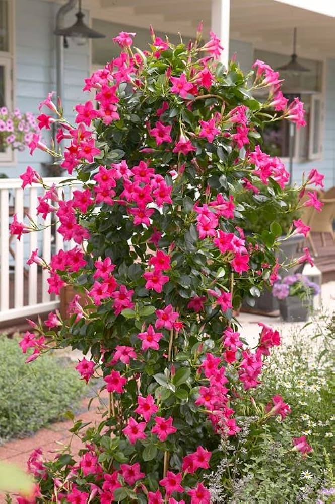 Pink Dipladenia Flower Seeds – Heirloom, Non-GMO, High Germination Seeds