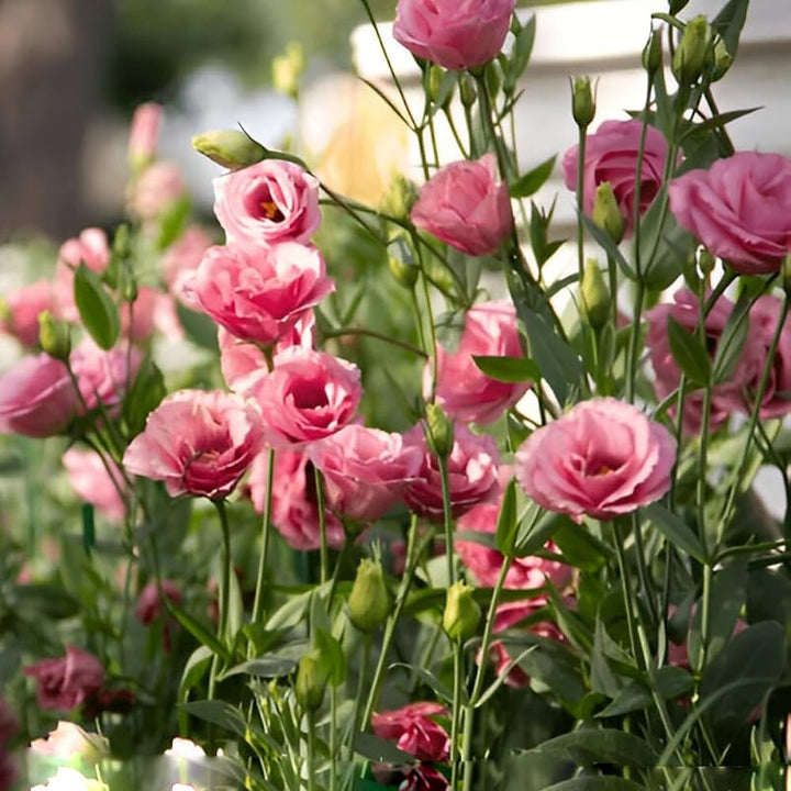 Pink Perennial Lisianthus Flower Seeds for Planting – Heirloom Non-GMO Organic Garden Seeds