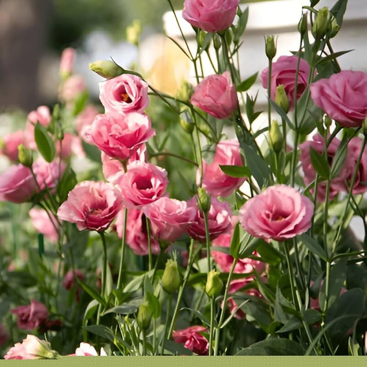 Pink Lisianthus Eustoma Flower Seeds – Heirloom Non-GMO High Germination Organic