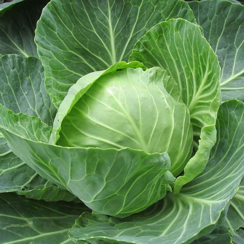 assorted vegetable flower seeds
