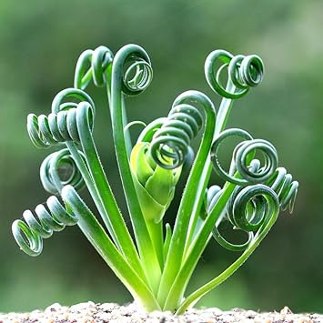 Spiralis Plant herb seeds
