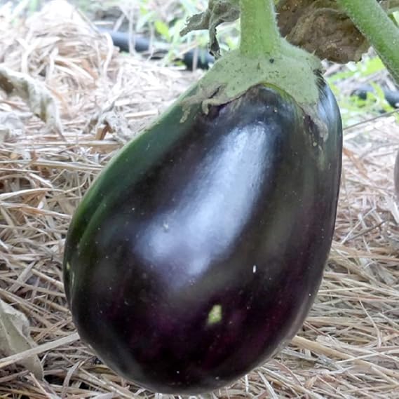 eggplant solanum flower seeds