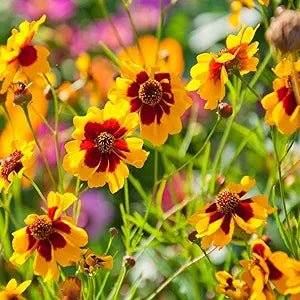 coreopsis coreopsis flower seeds
