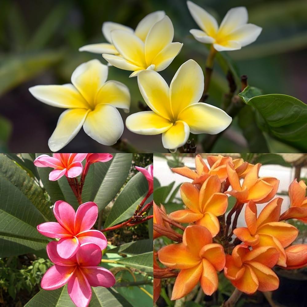 Mixed Frangipani Flower Seeds – Heirloom Non-GMO High Germination Seeds