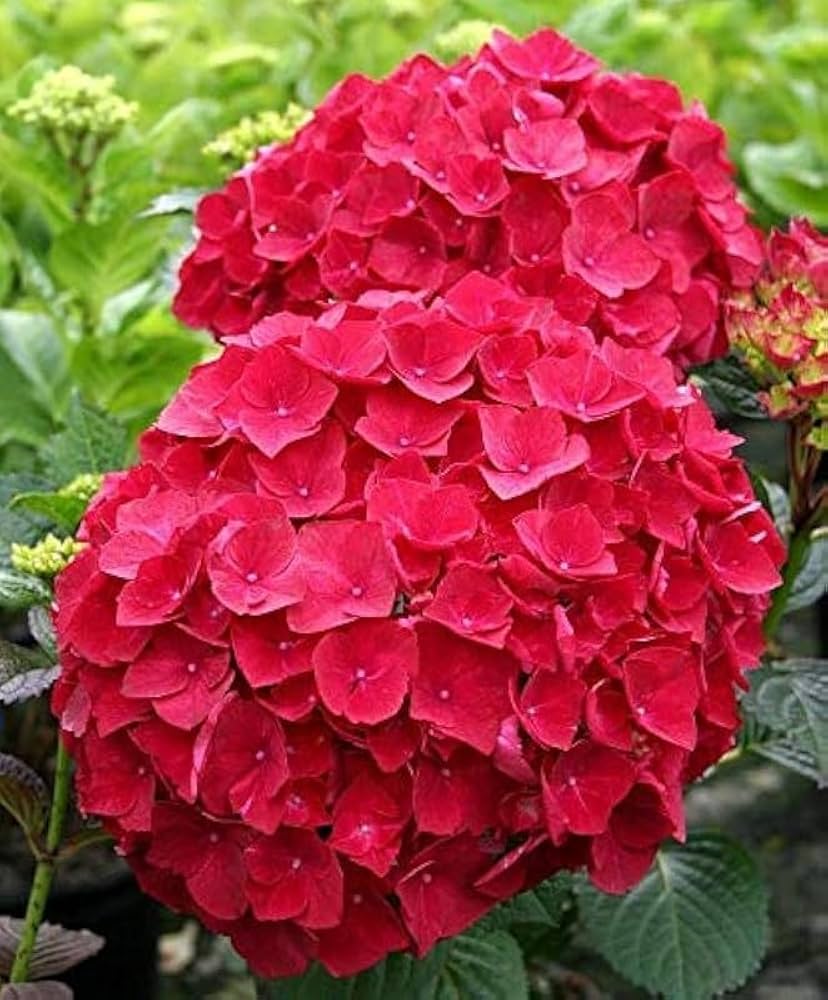 hydrangea tohum flower seeds
