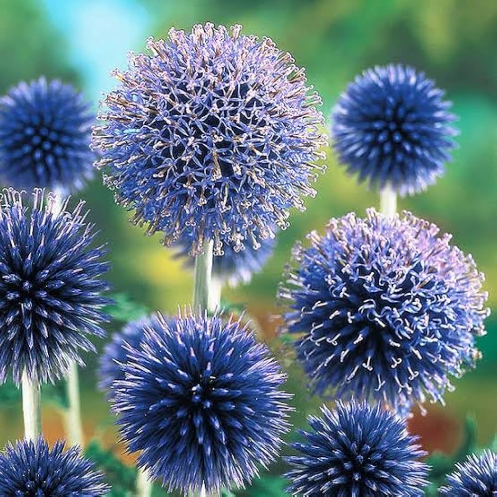 blue globe flower seeds