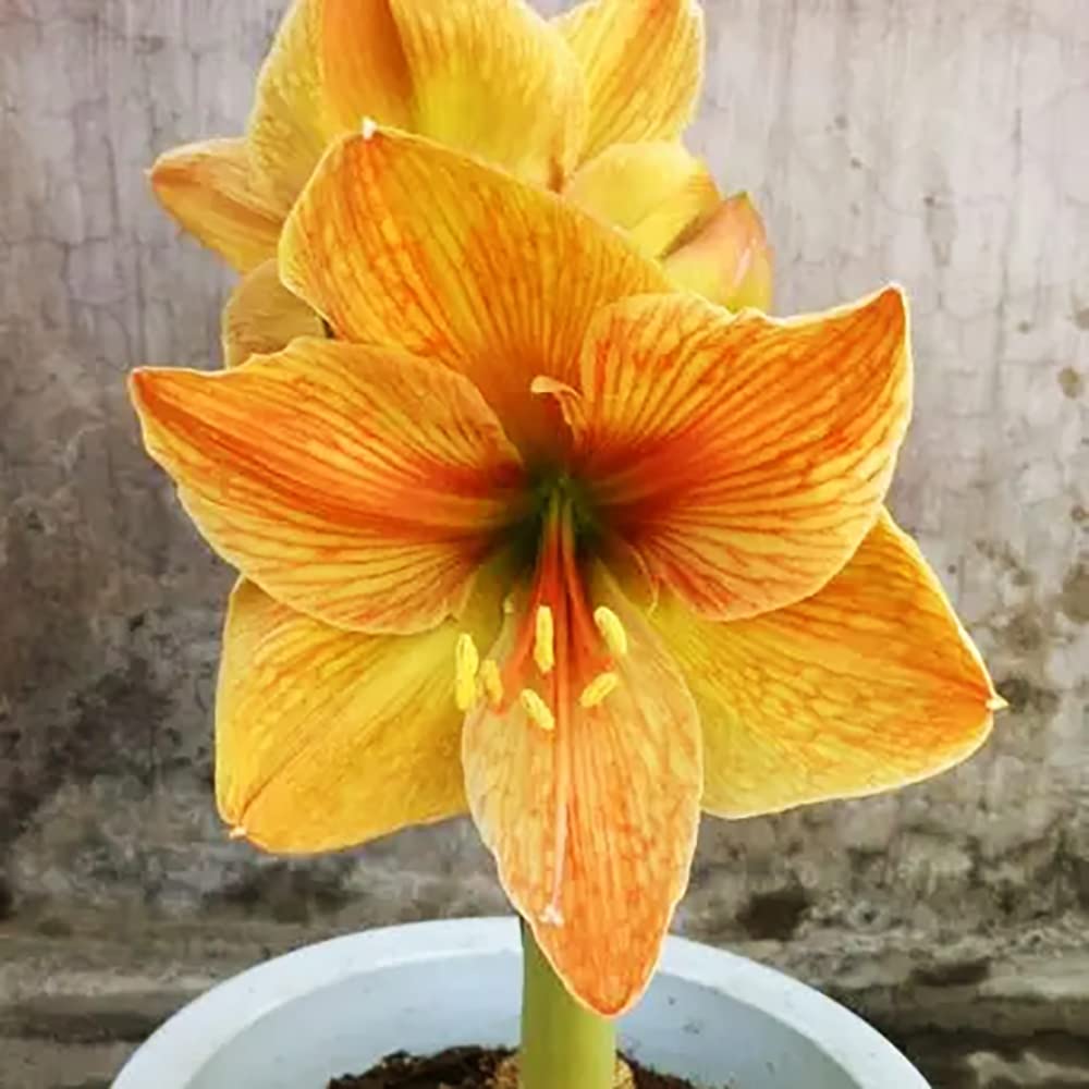 yellow sunrise flower seeds