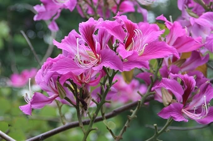 orchid flower flower seeds
