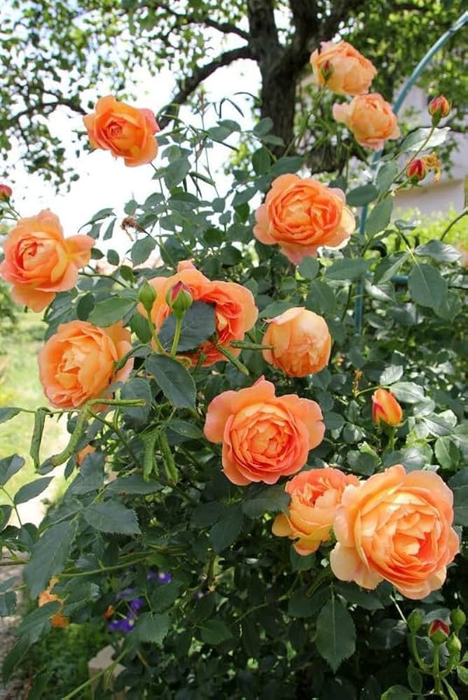 Orange Climbing Rose Flower Seeds – Heirloom, Non-GMO, High Germination Seeds