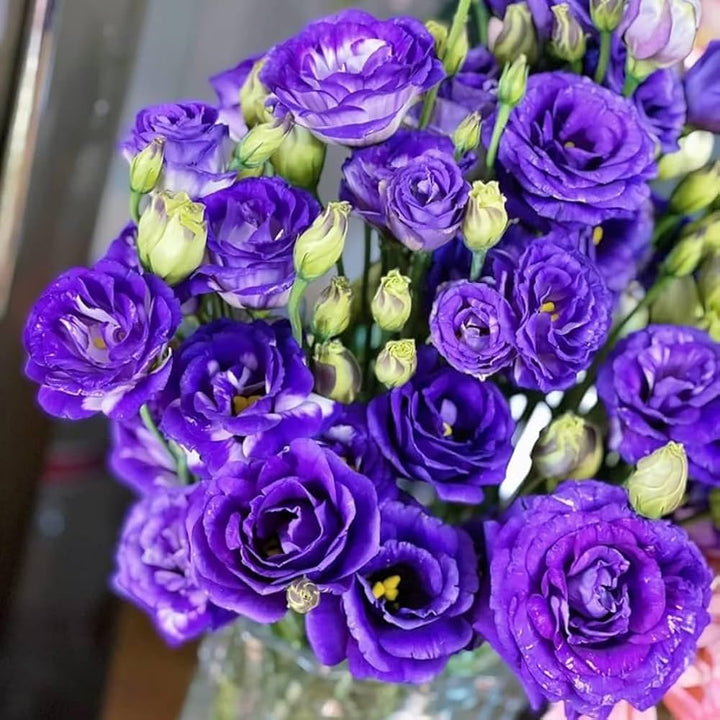 Lisianthus Flower Seeds Purple – Heirloom, Non-GMO, High Germination Organic Garden Seeds for Planting Seeds for Planting