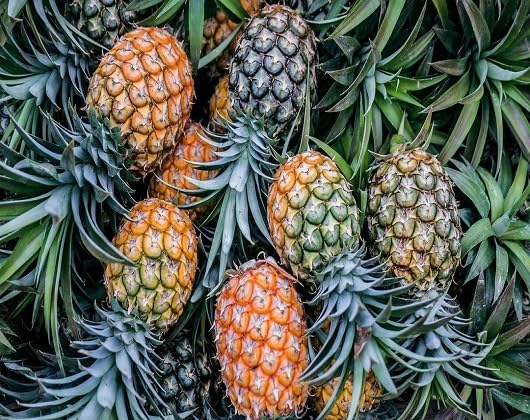 Yellow Pineapple Seeds – Heirloom, Non-GMO, High Germination Organic Garden Seeds