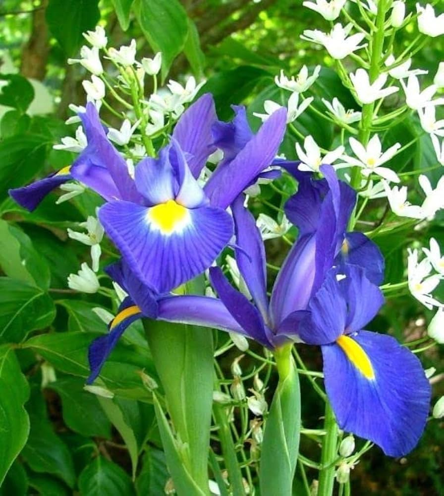mixed iris flower seeds