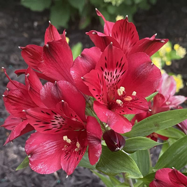 Lily Alstroemeria Flower Seeds – Heirloom, Non-GMO, High Germination Seeds