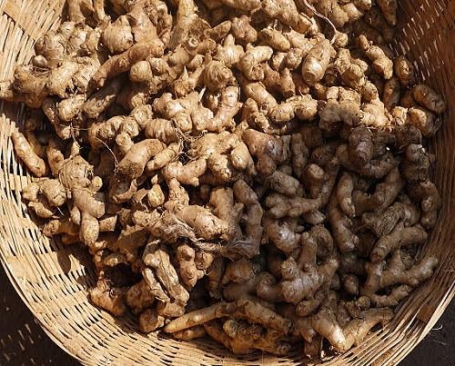 Brown Ginger Seeds – Heirloom, Non-GMO, High Germination Organic Garden Seeds Planting