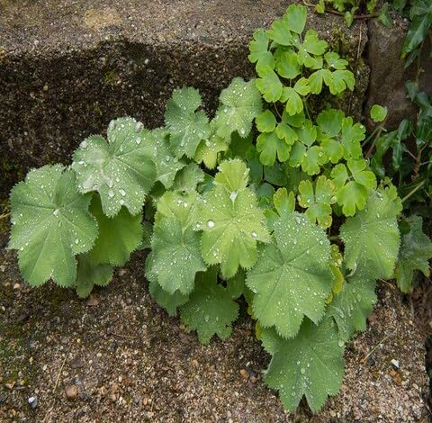 green alchemilla flower seeds