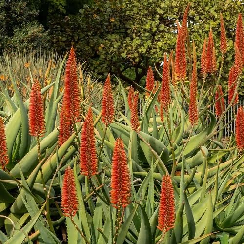 green aloe flower seeds