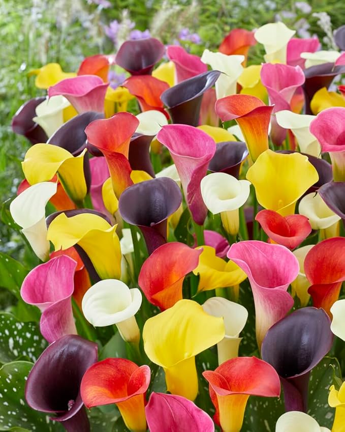 calla lily flower seeds