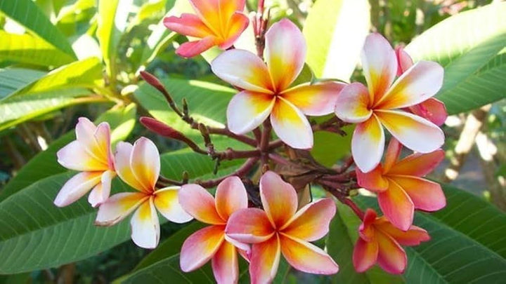 Champa Flower Seeds Mixed – Heirloom, Non-GMO, High Germination Seeds for Planting