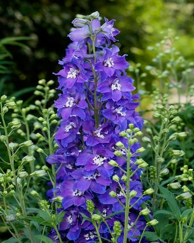 Violet Larkspur Flower Seeds – Heirloom Non-GMO High Germination Organic Garden Seeds