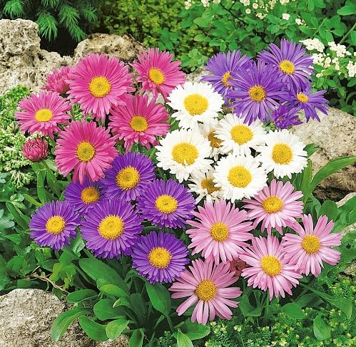 mixed aster flower seeds