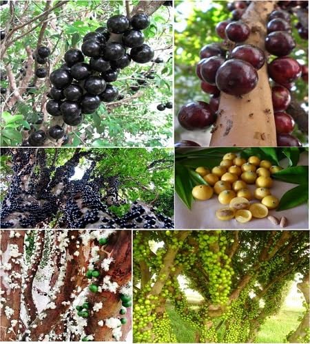 Mixed Jaboticaba Seeds – Heirloom, Non-GMO, High Germination Organic Garden Seeds for Planting