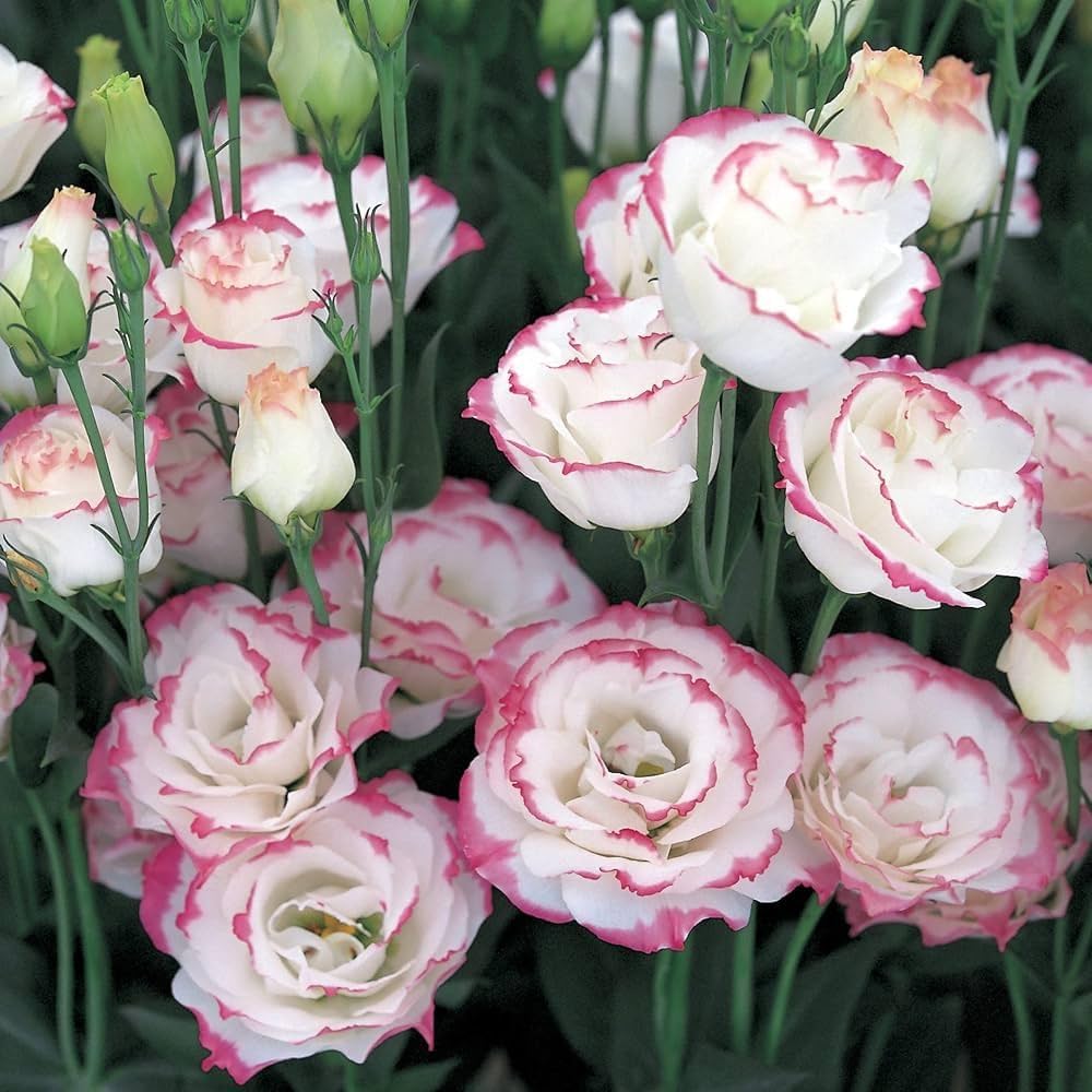 White Pink Lisianthus Flower Seeds Heirloom Non-GMO High Germination Organic Garden Seeds for Planting