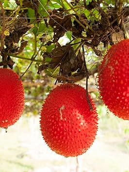 Gac Fruit Seeds – Heirloom Non-GMO High Germination Organic Garden Seeds for Planting Exotic Nutritious Tropical Variety