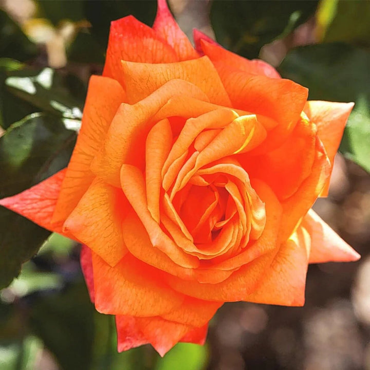 Orange Rose Flower Seeds – Heirloom, Non-GMO, High Germination Seeds
