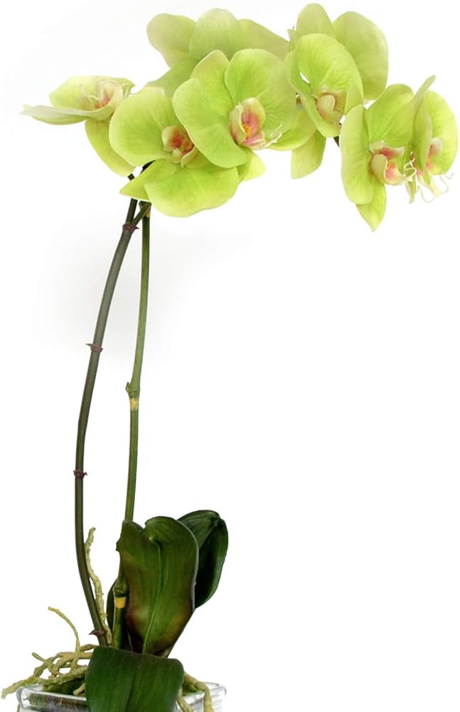 phalaenopsis orchid flower seeds
