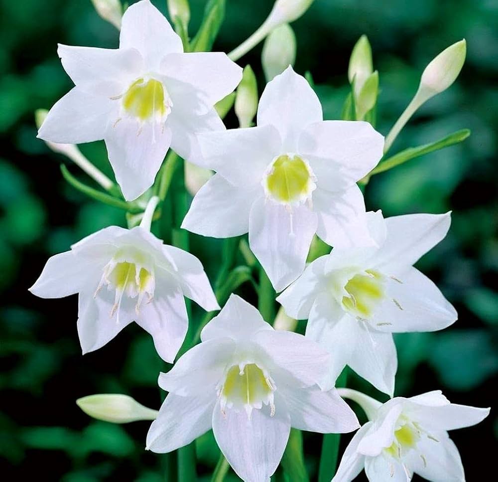 perfume lily flower seeds