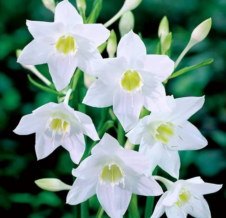 perfume lily flower seeds