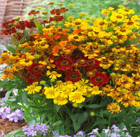 mixed helenium flower seeds