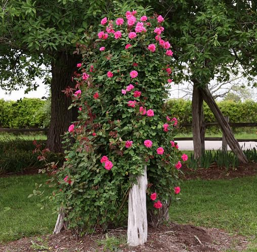 Pink Zephirine Flower Seeds – Heirloom, Non-GMO, High Germination Organic Garden Seeds for Planting Seeds for Planting