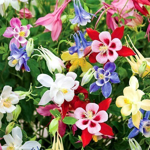 columbine flower flower seeds