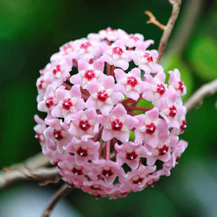 Hoya Carnosa Flower Seeds Pink – Seeds for Planting, Heirloom, Non-GMO, High Germination Organic Garden Seeds