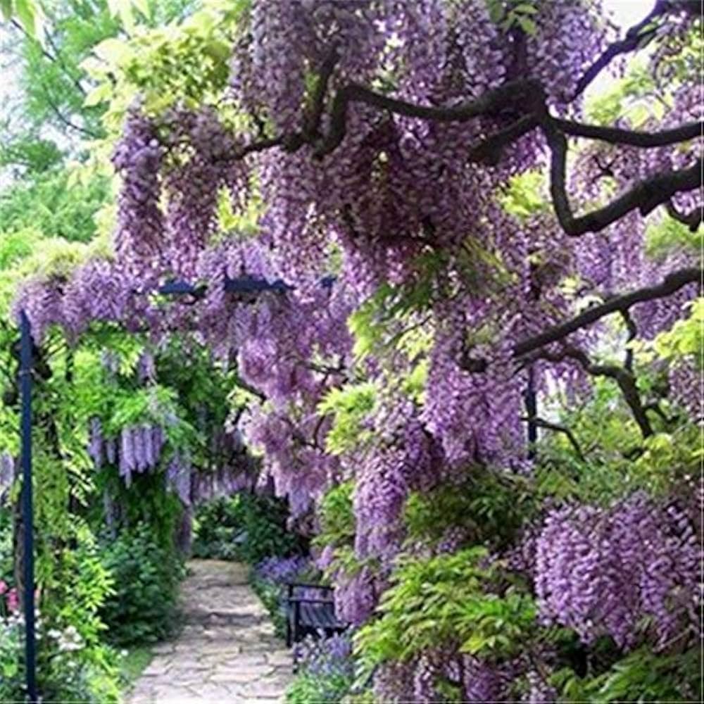 purple purple flower seeds