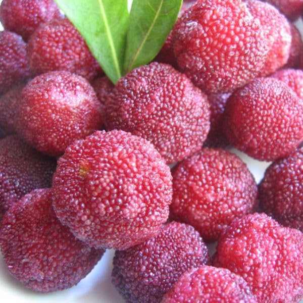 Rote Myrica Samen Heirloom Gentechnikfrei Hohe Keimrate Bio-Gartensamen zum Pflanzen