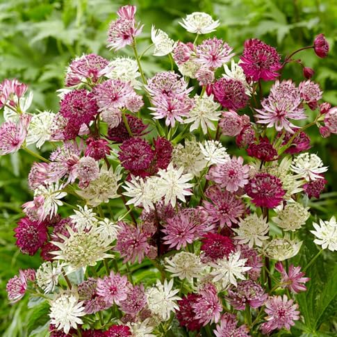 Masterwort Flower Seeds – Heirloom, Non-GMO, High Germination Organic Garden Seeds for Planting