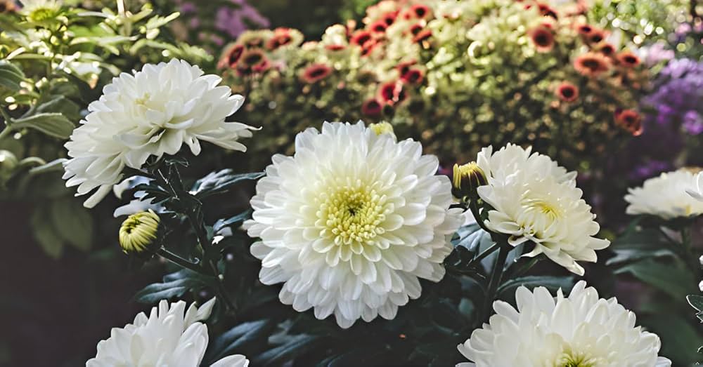 white pyrethrum flower seeds