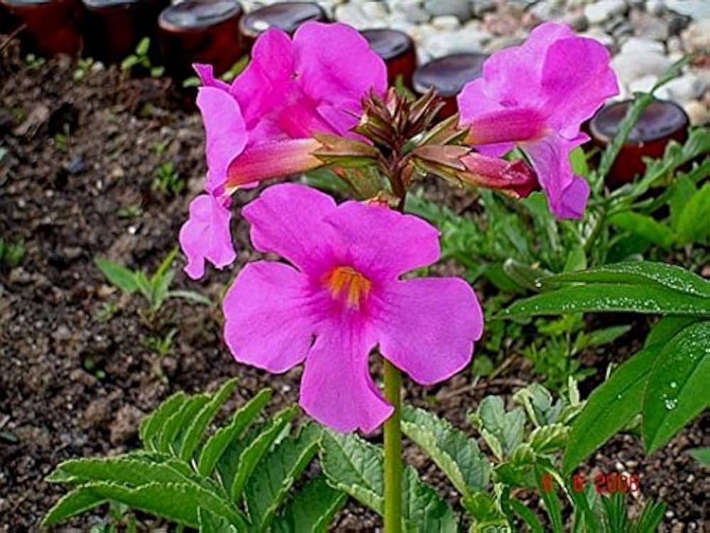 cream purple flower seeds