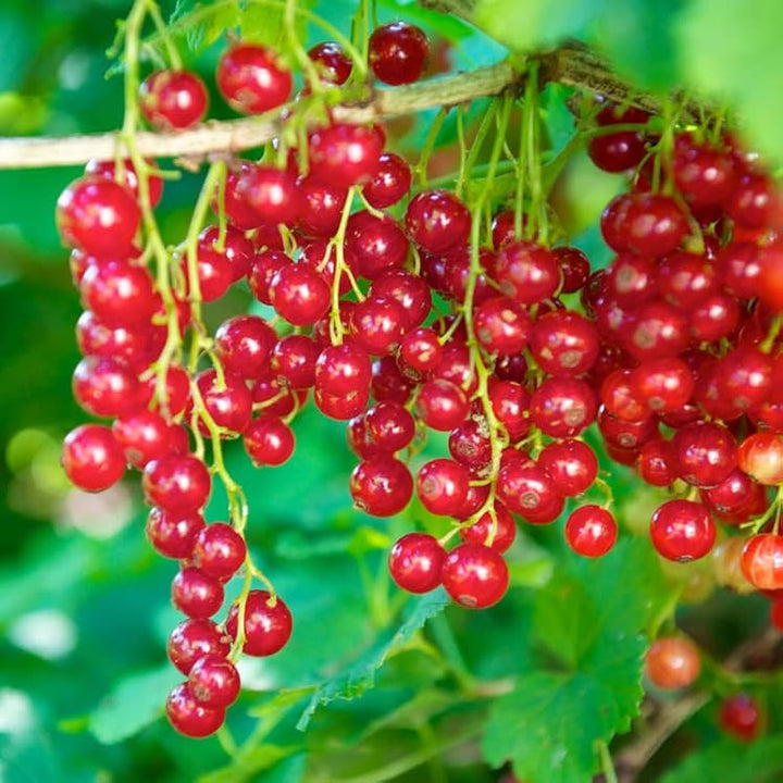 Grosella Fruit Seeds Red – Heirloom, Non-GMO, High Germination Seeds