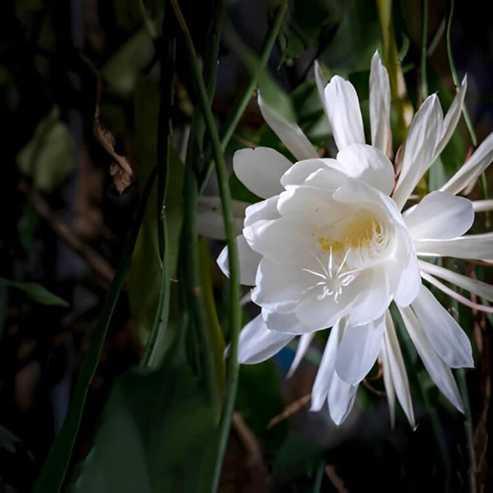 Epiphyllum oxypetalum Blumensamen – alte Sorte, gentechnikfrei, hohe Keimrate