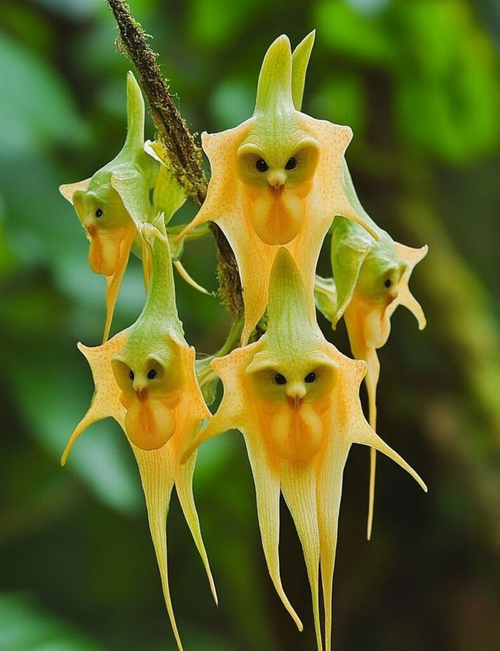 Monkey Face Orchid Flower Seeds Yellow – Heirloom, Non-GMO, High Germination Seeds