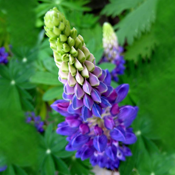 Lupinus Flower Seeds – Heirloom, Non-GMO, High Germination Seeds