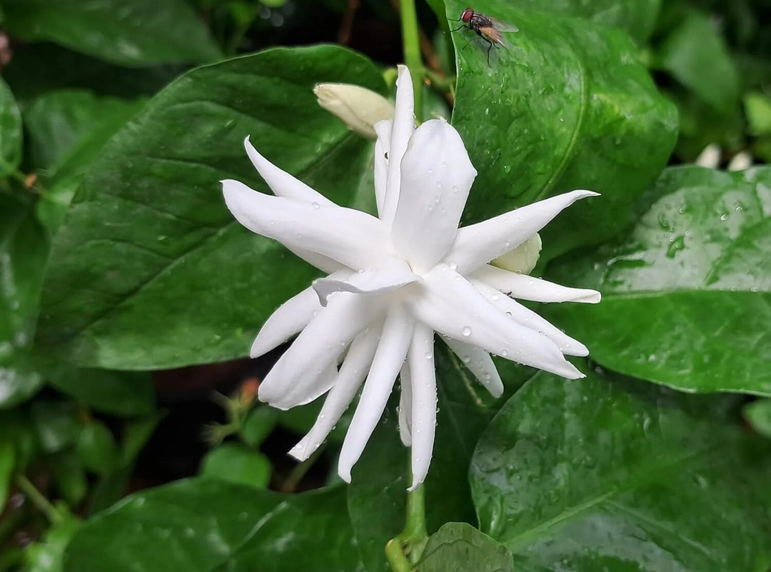 Semillas de Jazmín Perenne Flores Blancas – Herencia, No-GMO, Alta Germinación