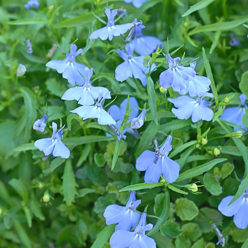 blue white flower seeds