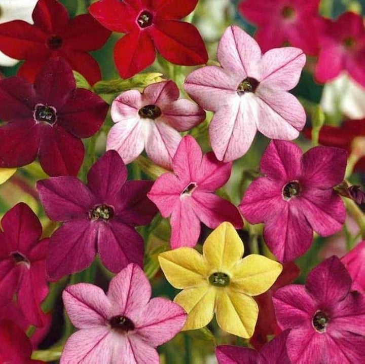 Nicotiana Flower Seeds Mixed – Heirloom, Non-GMO, High Germination Seeds