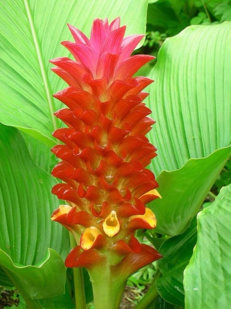 Curcuma Flower Seeds Red – Heirloom Non-GMO High Germination Garden Seeds